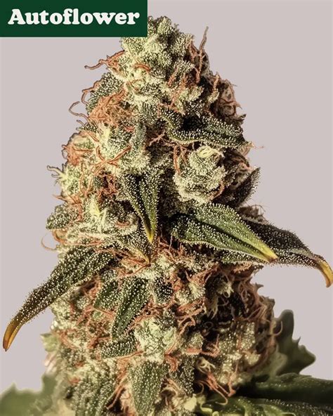 ilgm marijuana seeds for sale.